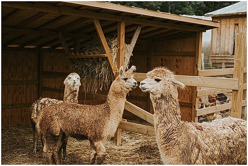 North Carolina Llama farm wedding