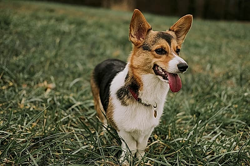 corgi engagement session 