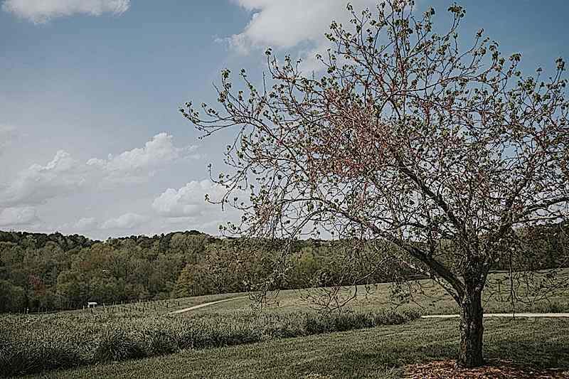 Raleigh Outdoor Wedding Venue