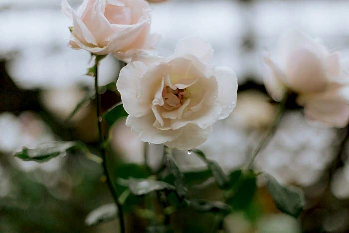 Biltmore Estate Wedding Asheville NC Wedding Photographer x